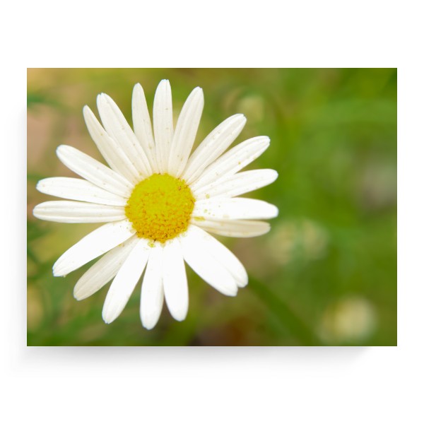 Fotoplátno 4:3 s potiskem Fotografie - kopretina