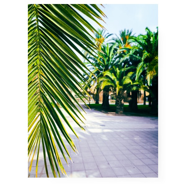 Fotoplátno 3:4 s potiskem Fotografie - palmy