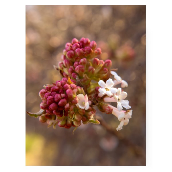 Fotoplátno 3:4 s potiskem Jarní květiny v rozkvětu