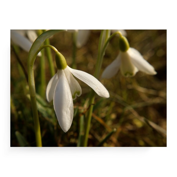 Fotoplátno 4:3 s potlačou Nový produkt